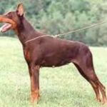 Dobermann