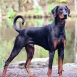 Dobermann