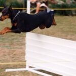 Dobermann