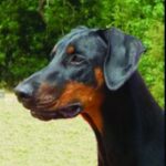 Dobermann