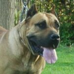 Dogo Canario