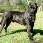 Dogo Canario