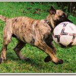 Dogo Canario