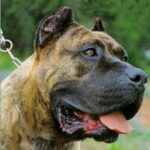Dogo Canario