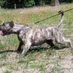 Dogo Canario