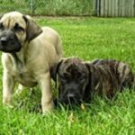 Dogo Canario