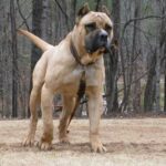Dogo Canario