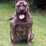Dogo Canario