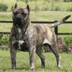 Dogo Canario