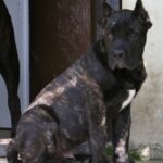 Dogo Canario