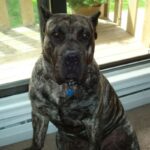 Dogo Canario