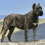 Dogo Canario