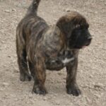 Dogo Canario