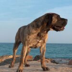 Dogo Canario