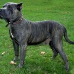 Dogo Canario