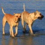 Dogo Canario