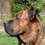 Dogo Canario