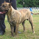 Dogo Canario