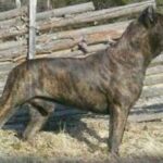 Dogo Canario