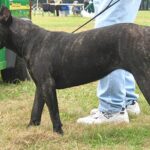Dogo Canario