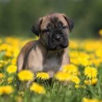 Dogo Canario