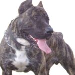 Dogo Canario