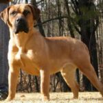 Dogo Canario