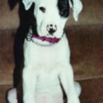 Dogo Guatemalteco