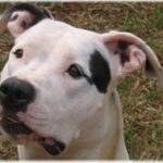 Dogo Guatemalteco