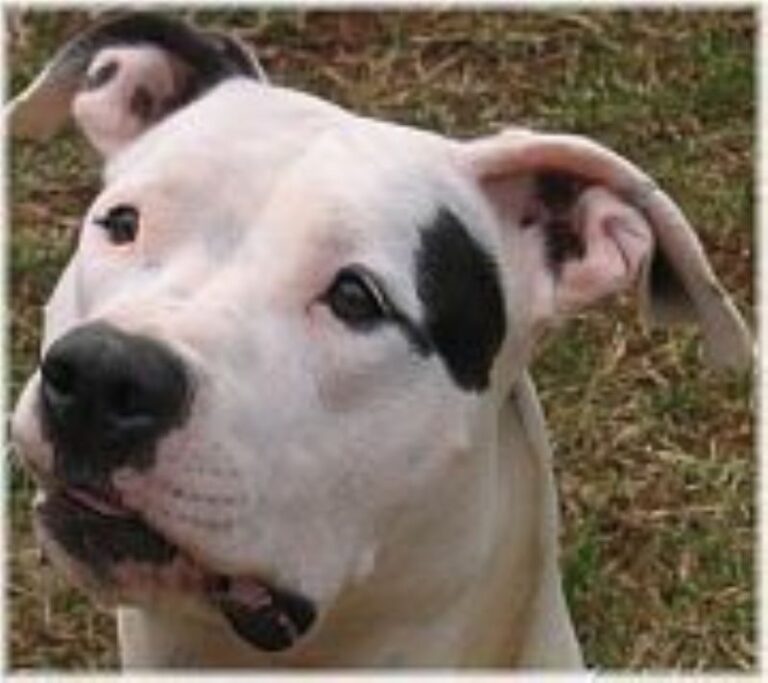 Dogo Guatemalteco