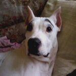 Dogo Guatemalteco