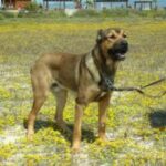 Dogo Sardesco