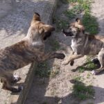 Dogo Sardesco