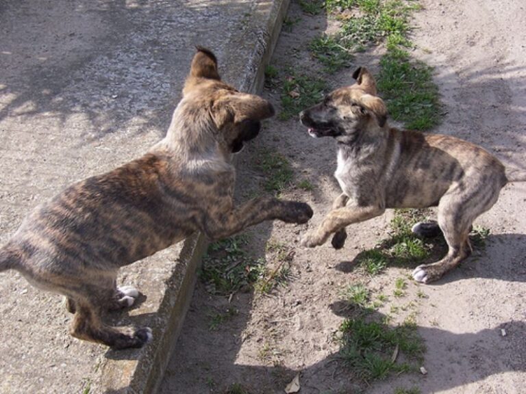 Dogo Sardesco