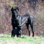 Dogo Sardesco