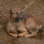 Dogo Sardesco