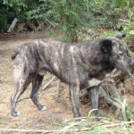 Dogo Sardesco