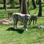 Dogo Sardesco