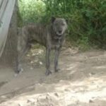 Dogo Sardesco