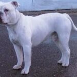 Dorset Olde Tyme Bulldogge