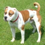 Dorset Olde Tyme Bulldogge