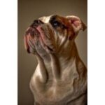 Dorset Olde Tyme Bulldogge