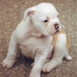 Dorset Olde Tyme Bulldogge