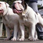 Dorset Olde Tyme Bulldogge