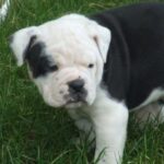 Dorset Olde Tyme Bulldogge