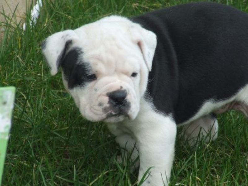 Dorset Olde Tyme Bulldogge