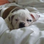Dorset Olde Tyme Bulldogge