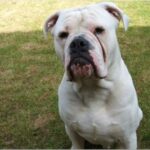 Dorset Olde Tyme Bulldogge