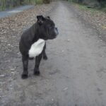 Dorset Olde Tyme Bulldogge