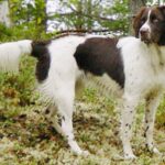 Drentsche Patrijshond